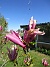                                 (2022-05-15 Magnolia_0007)
