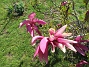                                 (2022-05-15 Magnolia_0065)