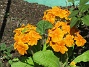 Primula