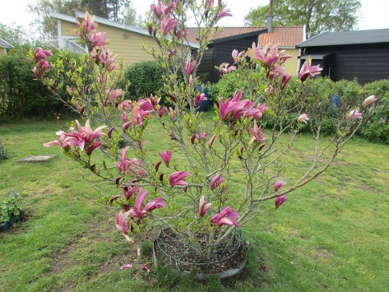 Magnolia