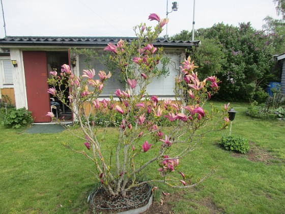 Magnolia  
                                 
2022-05-19 Magnolia_0066  
Granudden  
Färjestaden  
Öland