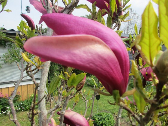 Magnolia