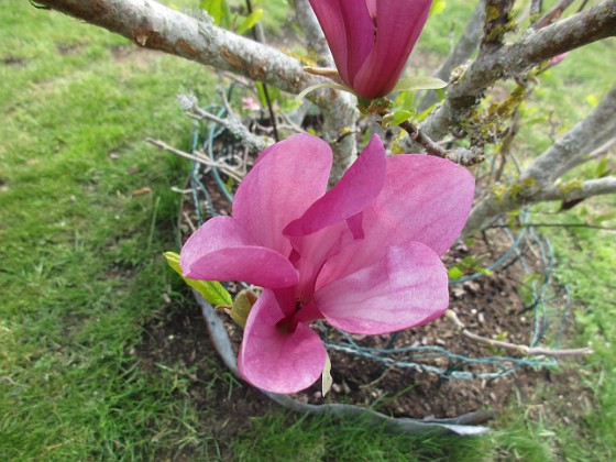 Magnolia  
                                 
2022-05-19 Magnolia_0072  
Granudden  
Färjestaden  
Öland