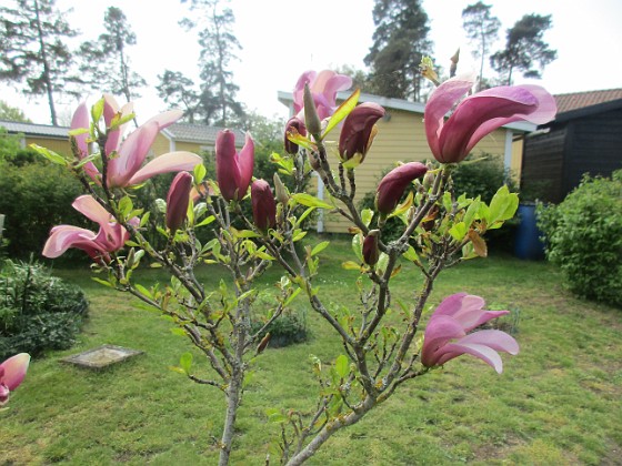 Magnolia 
                               