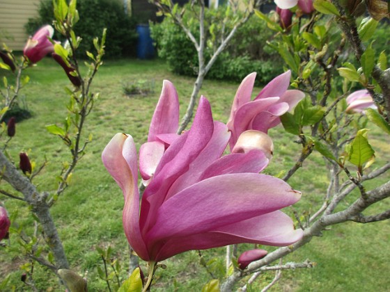 Magnolia 
                               