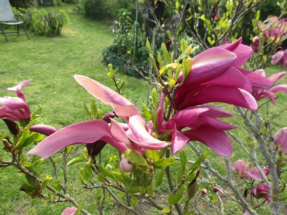 Magnolia 
                               