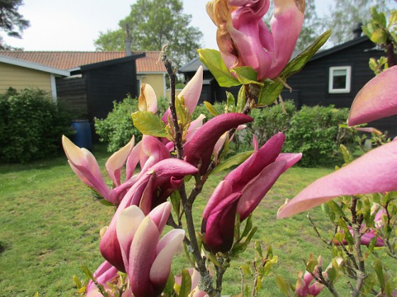                                  
2022-05-19 Magnolia_0081  
Granudden  
Färjestaden  
Öland