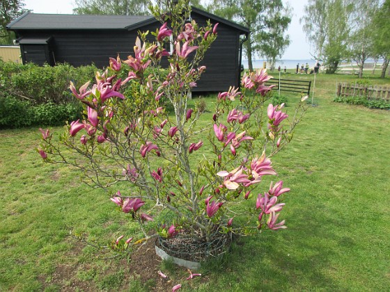                                  
2022-05-19 Magnolia_0082  
Granudden  
Färjestaden  
Öland