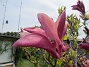                                 (2022-05-19 Magnolia_0070)