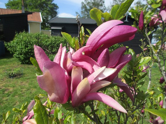 Magnolia