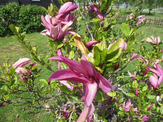 Magnolia 
                               