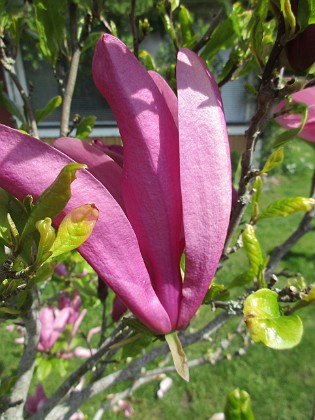 Magnolia 
                               