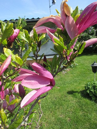 Magnolia  
                                 
2022-05-24 Magnolia_0013  
Granudden  
Färjestaden  
Öland