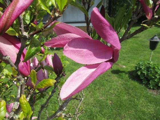 Magnolia 
                               