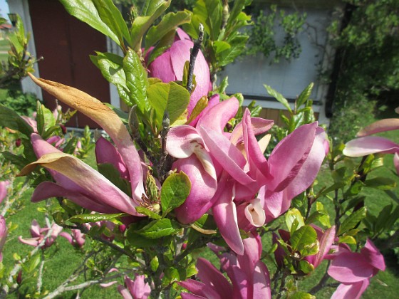 Magnolia 
                               