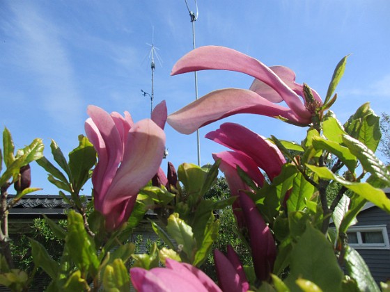 Magnolia  
                                 
2022-05-24 Magnolia_0016  
Granudden  
Färjestaden  
Öland