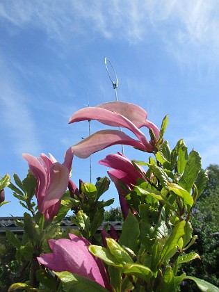 Magnolia  
                                 
2022-05-24 Magnolia_0017  
Granudden  
Färjestaden  
Öland