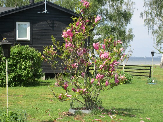 Magnolia  
                                 
2022-05-24 Magnolia_0069  
Granudden  
Färjestaden  
Öland