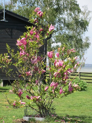 Magnolia  
                                 
2022-05-24 Magnolia_0072  
Granudden  
Färjestaden  
Öland