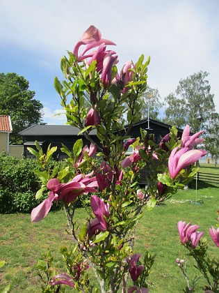 Magnolia