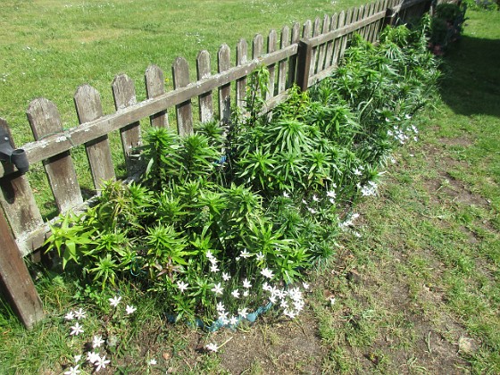 Staket, höge  
                                 
2022-05-24 Staket, höger_0031  
Granudden  
Färjestaden  
Öland