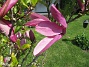                                 (2022-05-24 Magnolia_0014)