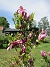 Magnolia  
                                 
2022-05-24 Magnolia_0073