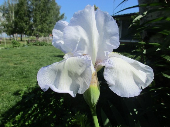 Iris