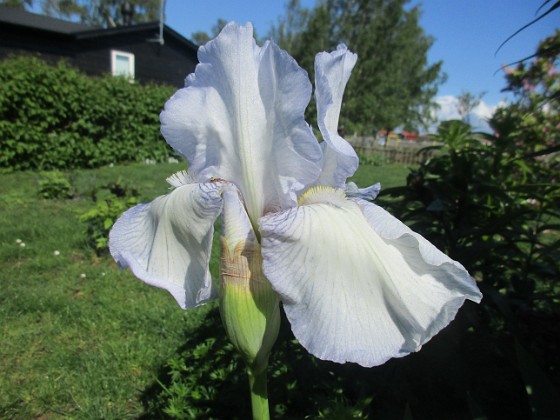 Iris