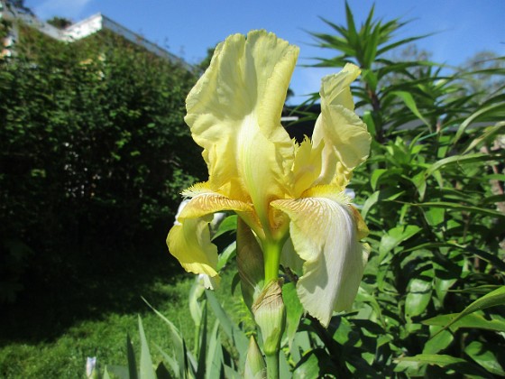 Iris  
                                 
2022-06-01 Iris_0007  
Granudden  
Färjestaden  
Öland