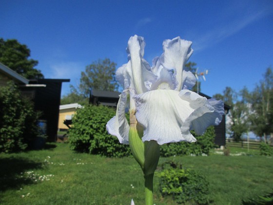 Iris  
                                 
2022-06-01 Iris_0008  
Granudden  
Färjestaden  
Öland