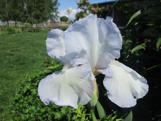 Iris