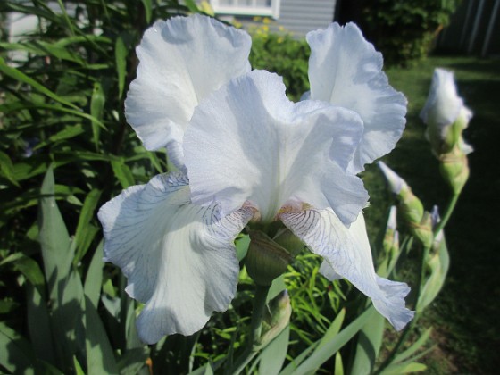 Iris 
                               