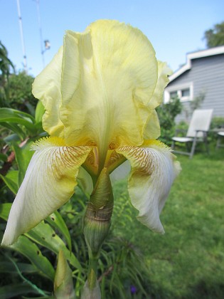 Iris 
                               