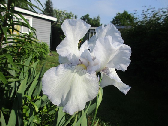 Iris 
                               