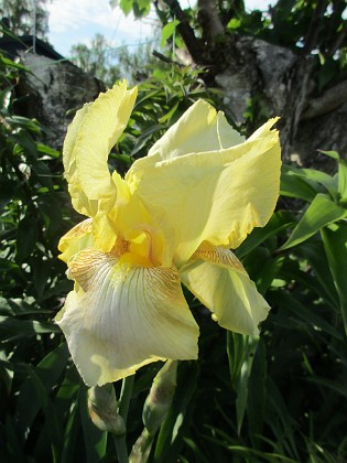 Iris 
                               