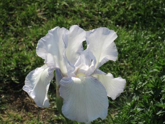 Iris {  } 