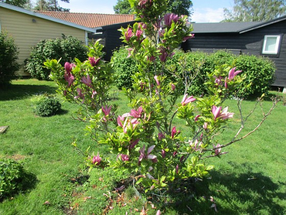 Magnolia  
                                 
2022-06-01 Magnolia_0009  
Granudden  
Färjestaden  
Öland