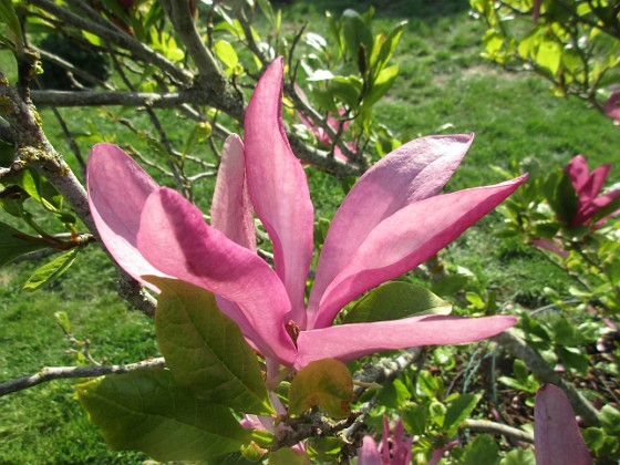 Magnolia 
                               