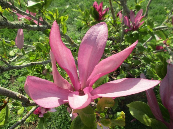 Magnolia