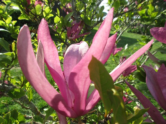 Magnolia 
                               