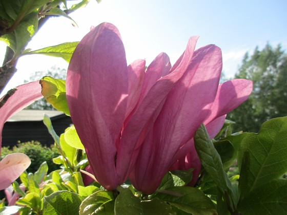 Magnolia 
                               