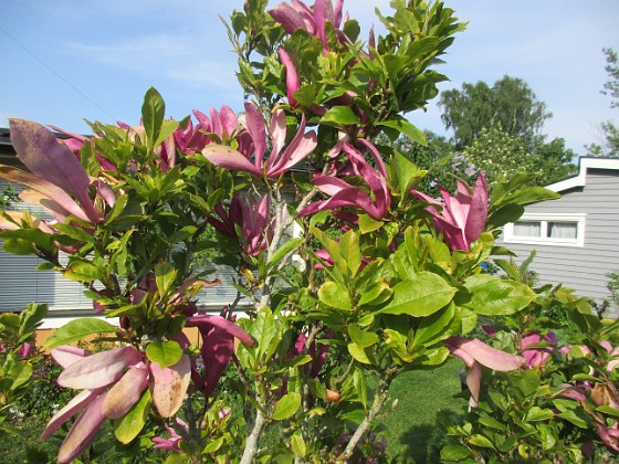 Magnolia 
                               