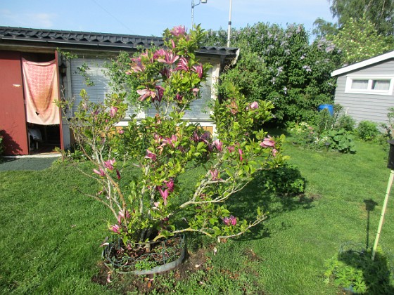 Magnolia  
                                 
2022-06-01 Magnolia_0103  
Granudden  
Färjestaden  
Öland