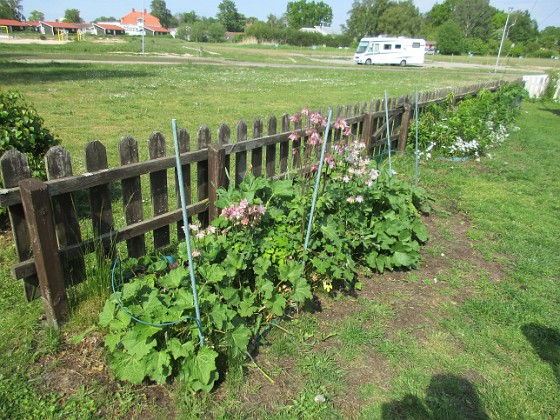 Staketet  
                                 
2022-06-01 Staketet_0064  
Granudden  
Färjestaden  
Öland