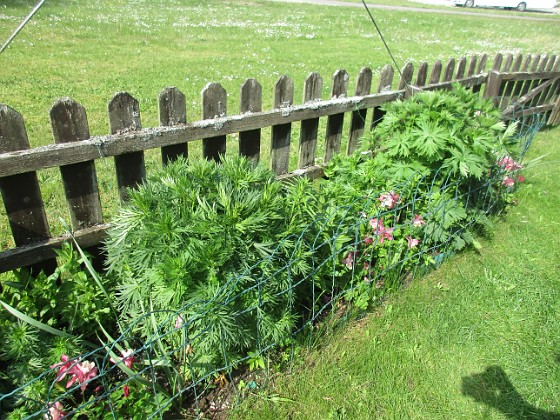 Staketet  
                                 
2022-06-01 Staketet_0067  
Granudden  
Färjestaden  
Öland