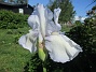                                 (2022-06-01 Iris_0002)