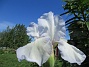                                 (2022-06-01 Iris_0012)