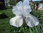 Iris  
                                 
2022-06-01 Iris_0090