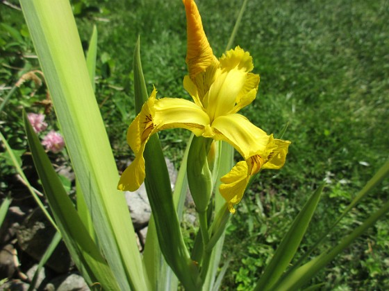 Iris